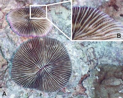 Passive and Active Removal of Marine Microplastics by a Mushroom Coral (Danafungia scruposa)